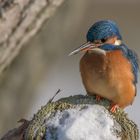 Eisvogel (Alcedo atthis)