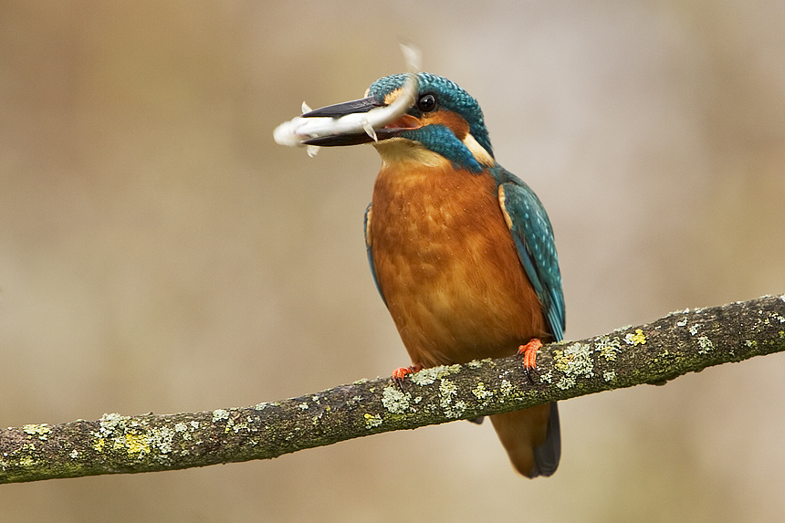 Eisvogel (Alcedo atthis)