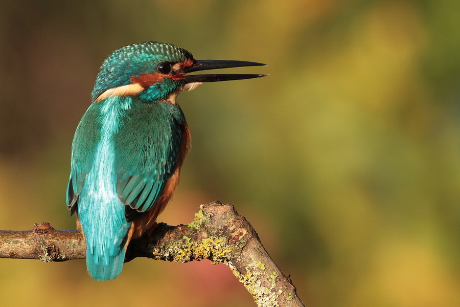 Eisvogel ( Alcedo atthis )