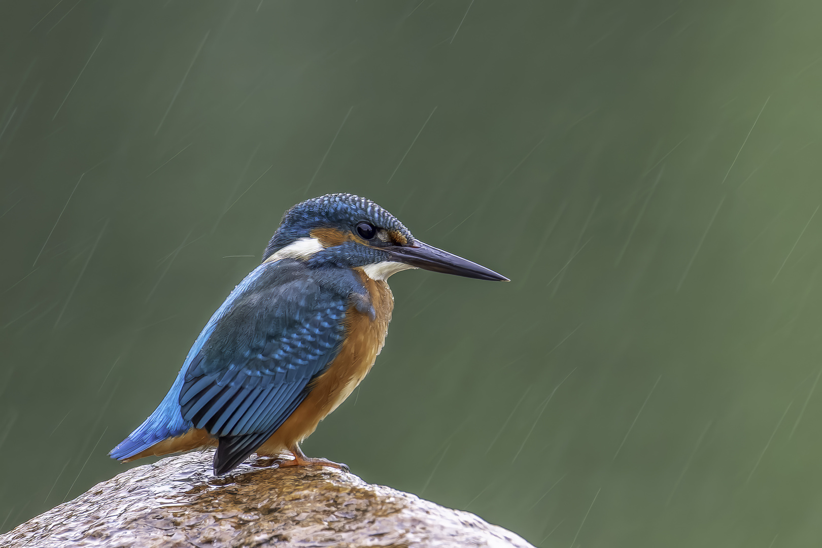 Eisvogel (Alcedo atthis)