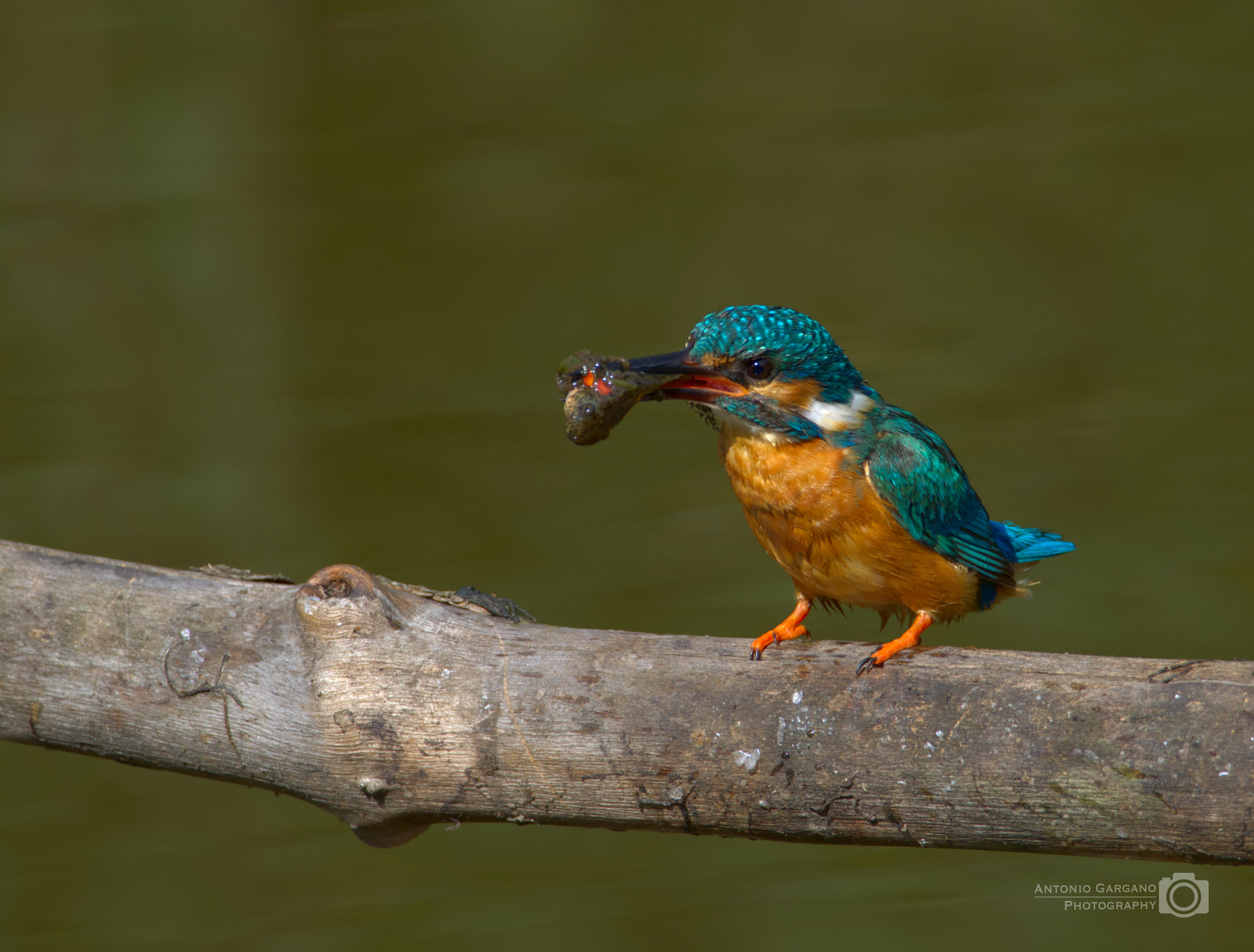 Eisvogel - Alcedo atthis