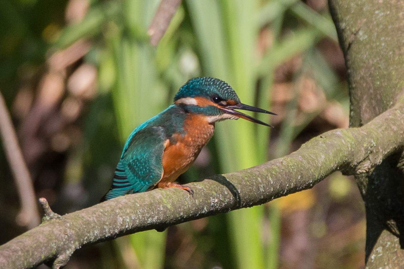 Eisvogel (Alcedo atthis)