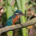 Eisvogel (Alcedo atthis)