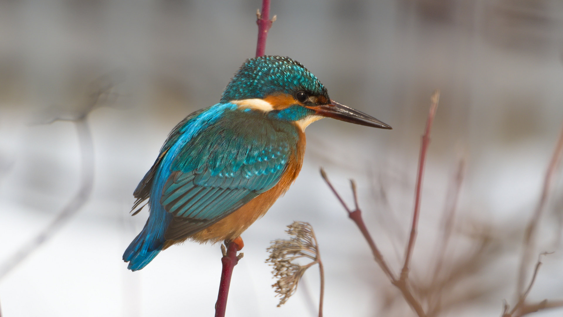 Eisvogel (Alcedo atthis)