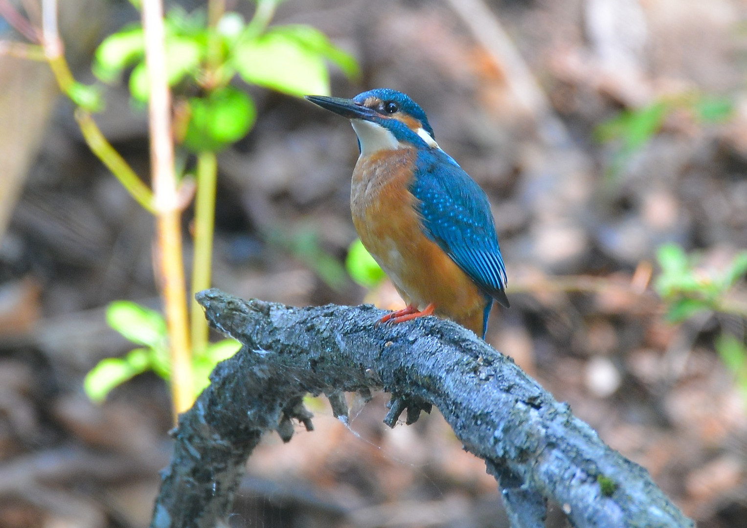 Eisvogel, Alcedo atthis