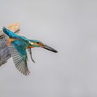 Eisvogel (Alcedo atthis)