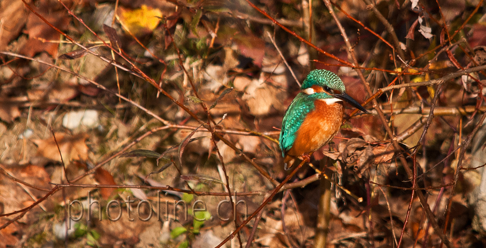 Eisvogel (Alcedo atthis)