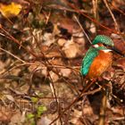 Eisvogel (Alcedo atthis)