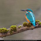 Eisvogel (Alcedo atthis)