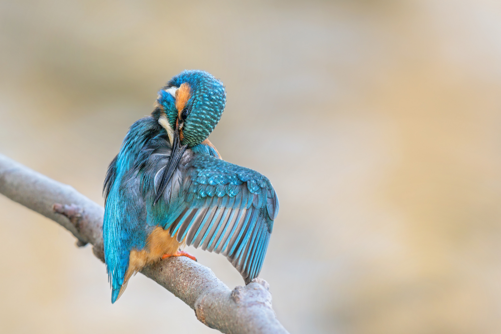 Eisvogel (Alcedo atthis)