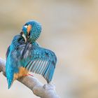 Eisvogel (Alcedo atthis)