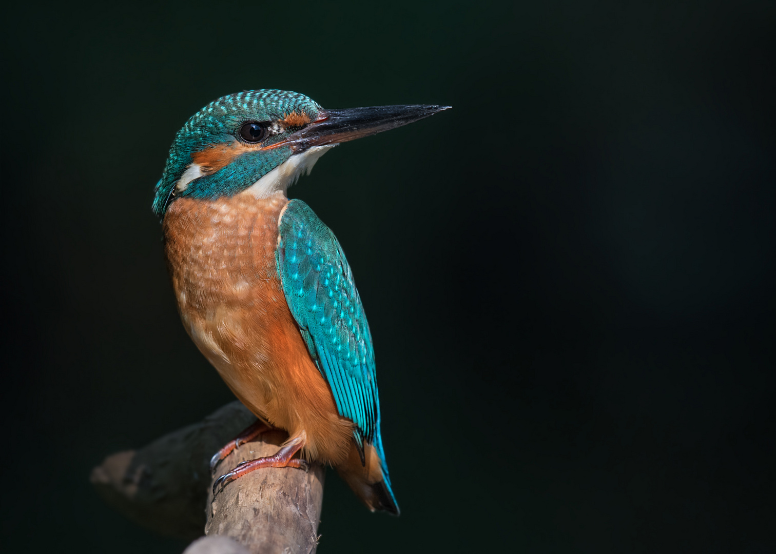 Eisvogel (Alcedo atthis)