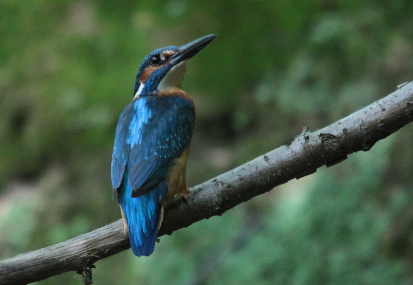 Eisvogel (Alcedo atthis)