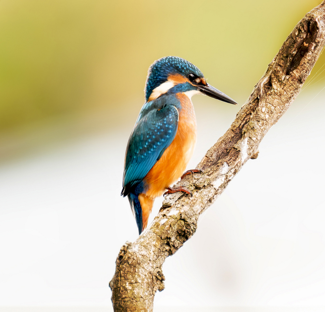 Eisvogel (Alcedo atthis) 