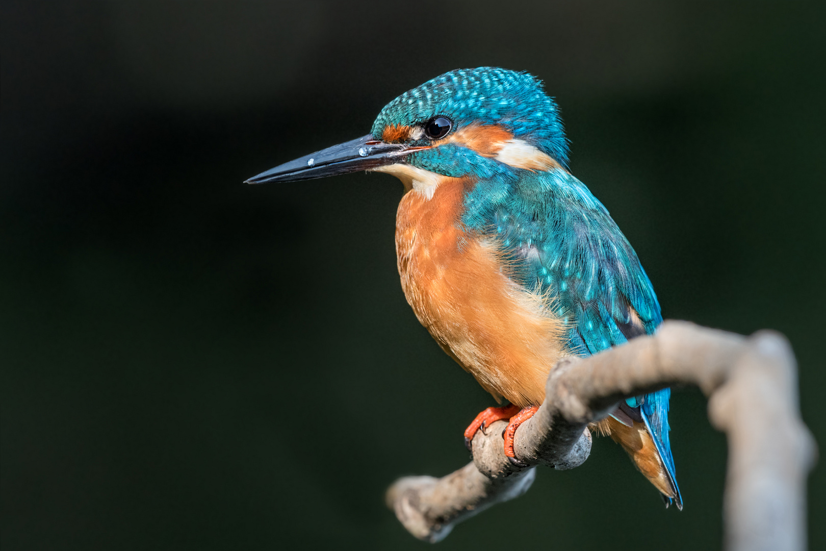 Eisvogel (Alcedo atthis)