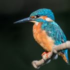 Eisvogel (Alcedo atthis)