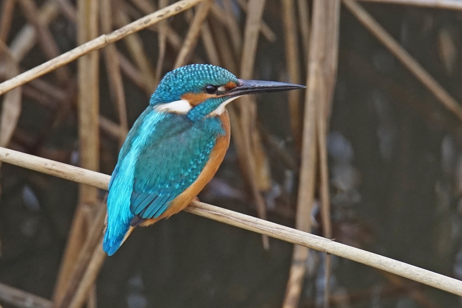 Eisvogel (Alcedo atthis)