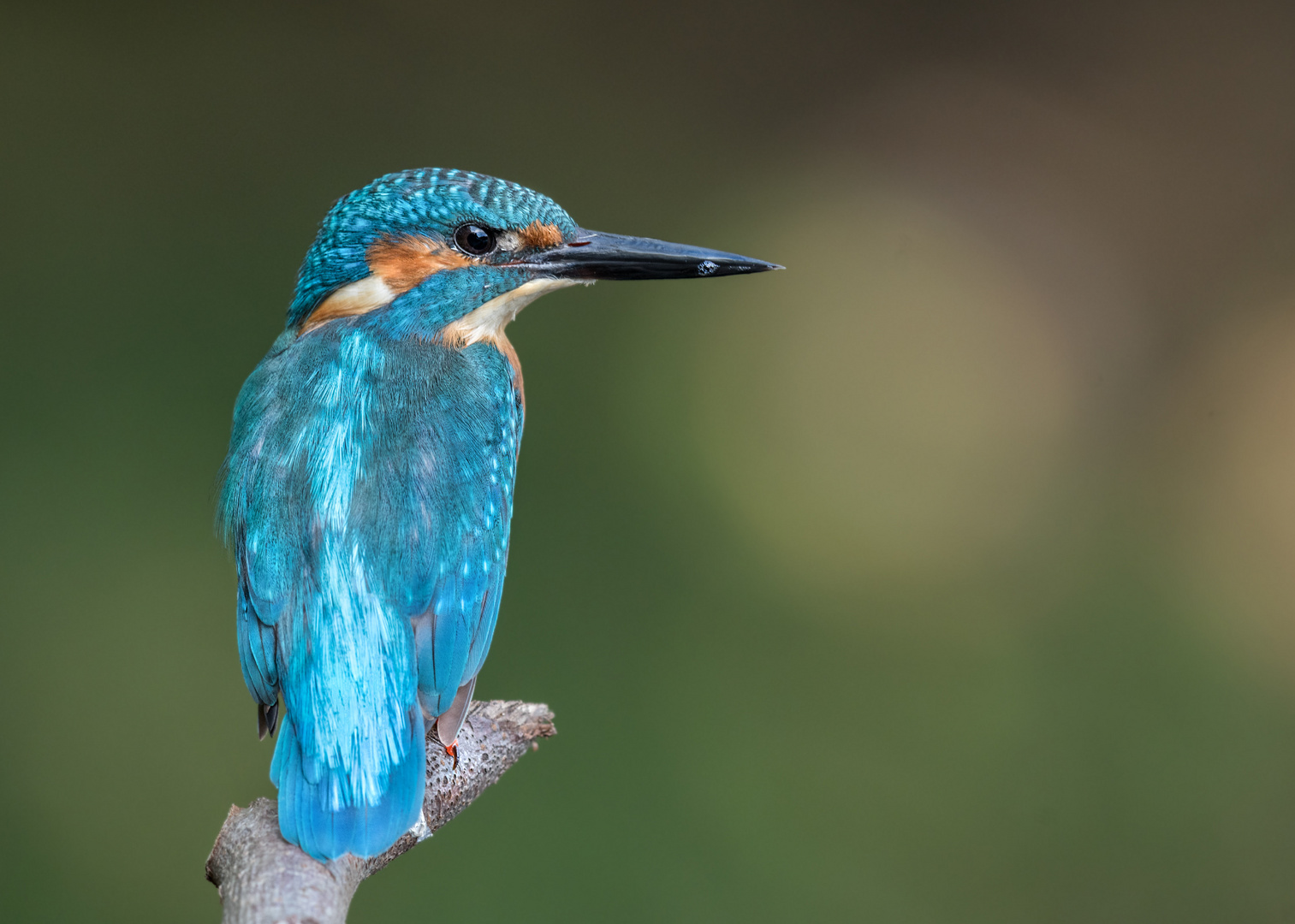 Eisvogel (Alcedo atthis) 