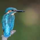 Eisvogel (Alcedo atthis) 