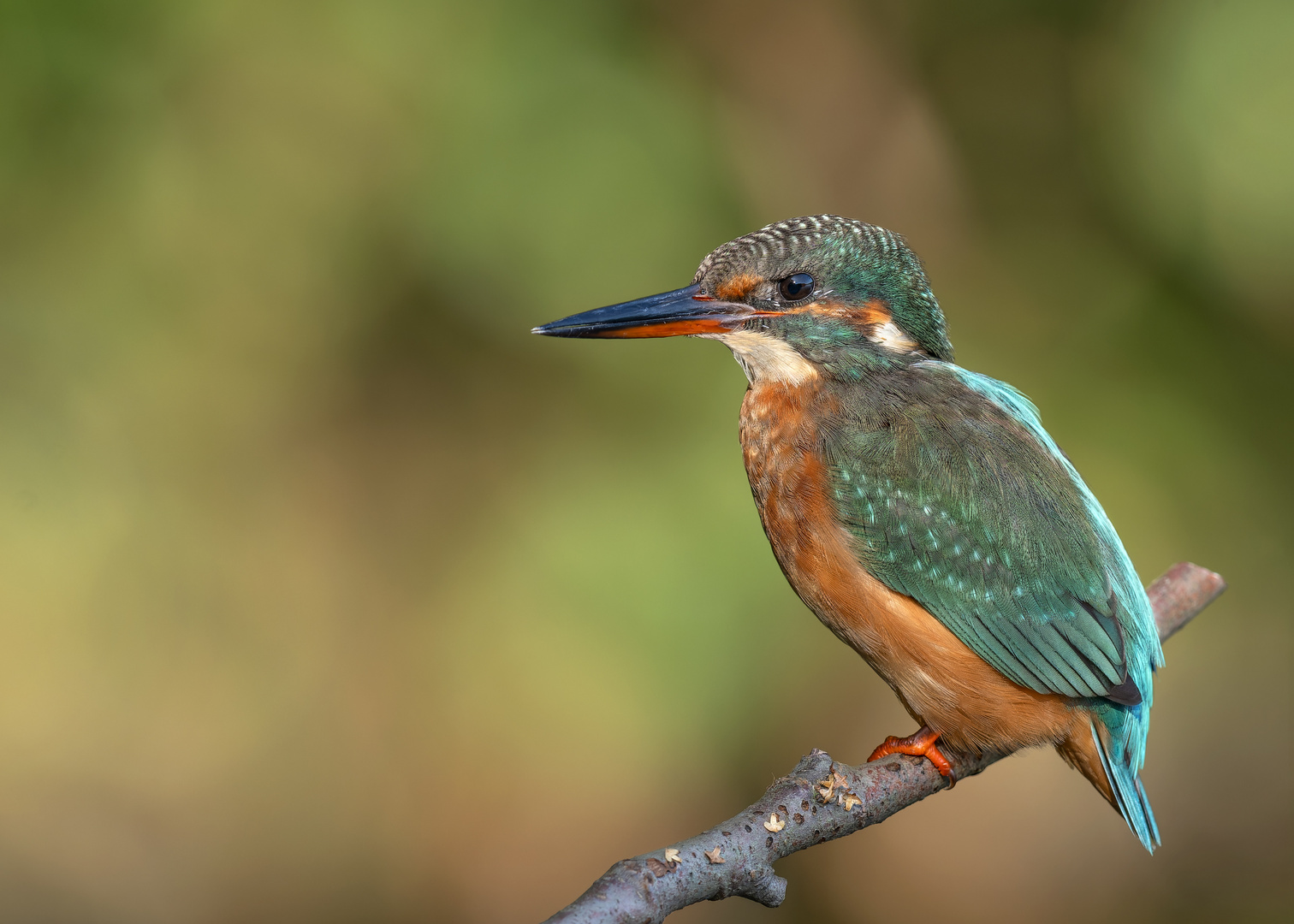 Eisvogel (Alcedo atthis)