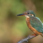 Eisvogel (Alcedo atthis)