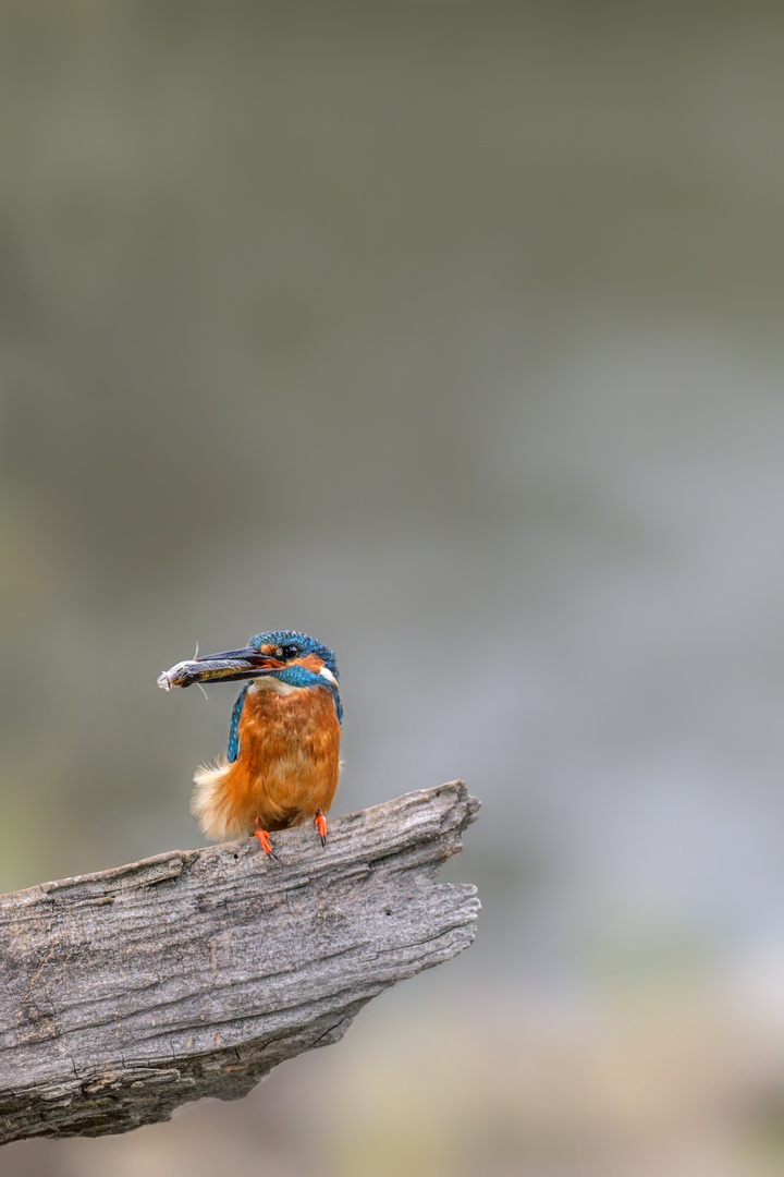 Eisvogel (Alcedo atthis)