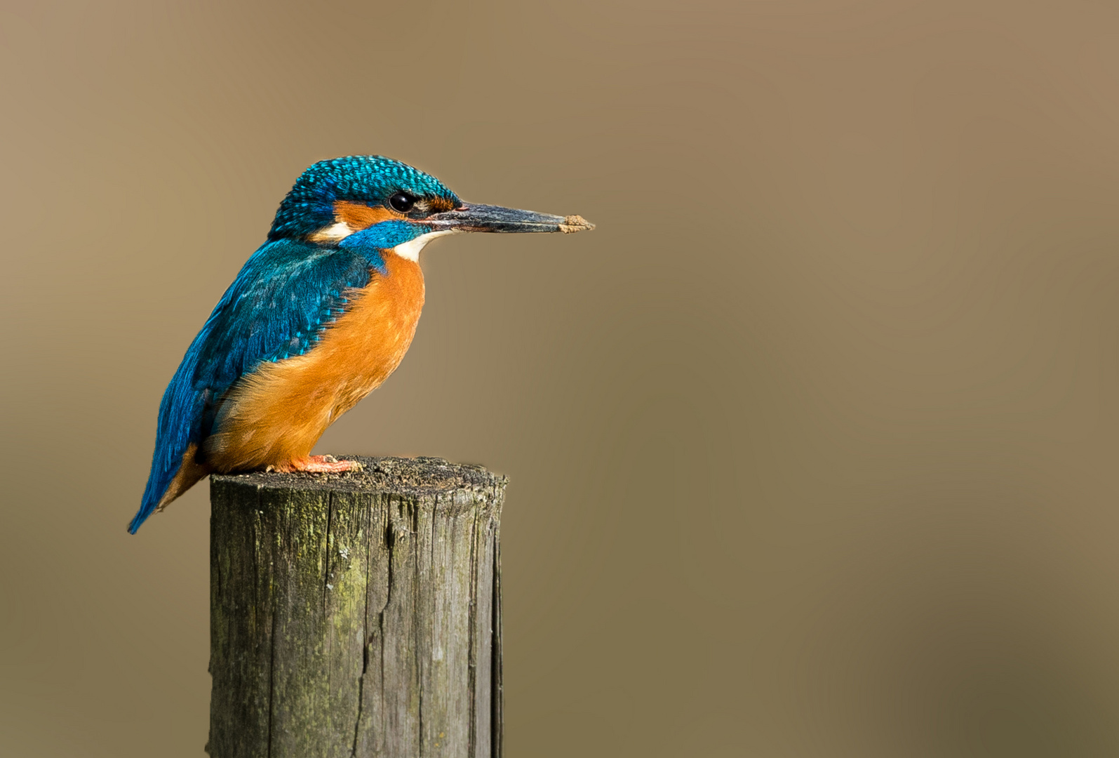 Eisvogel - Alcedo atthis