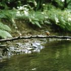 Eisvogel (Alcedo atthis)