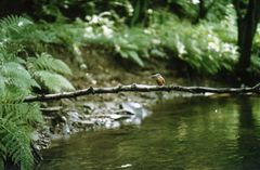 Eisvogel (Alcedo atthis)