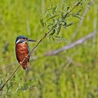 Eisvogel (Alcedo atthis)