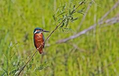 Eisvogel (Alcedo atthis)