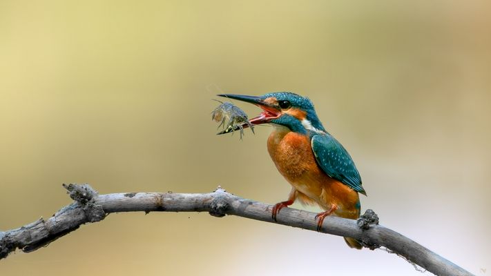 Eisvogel | Alcedo atthis