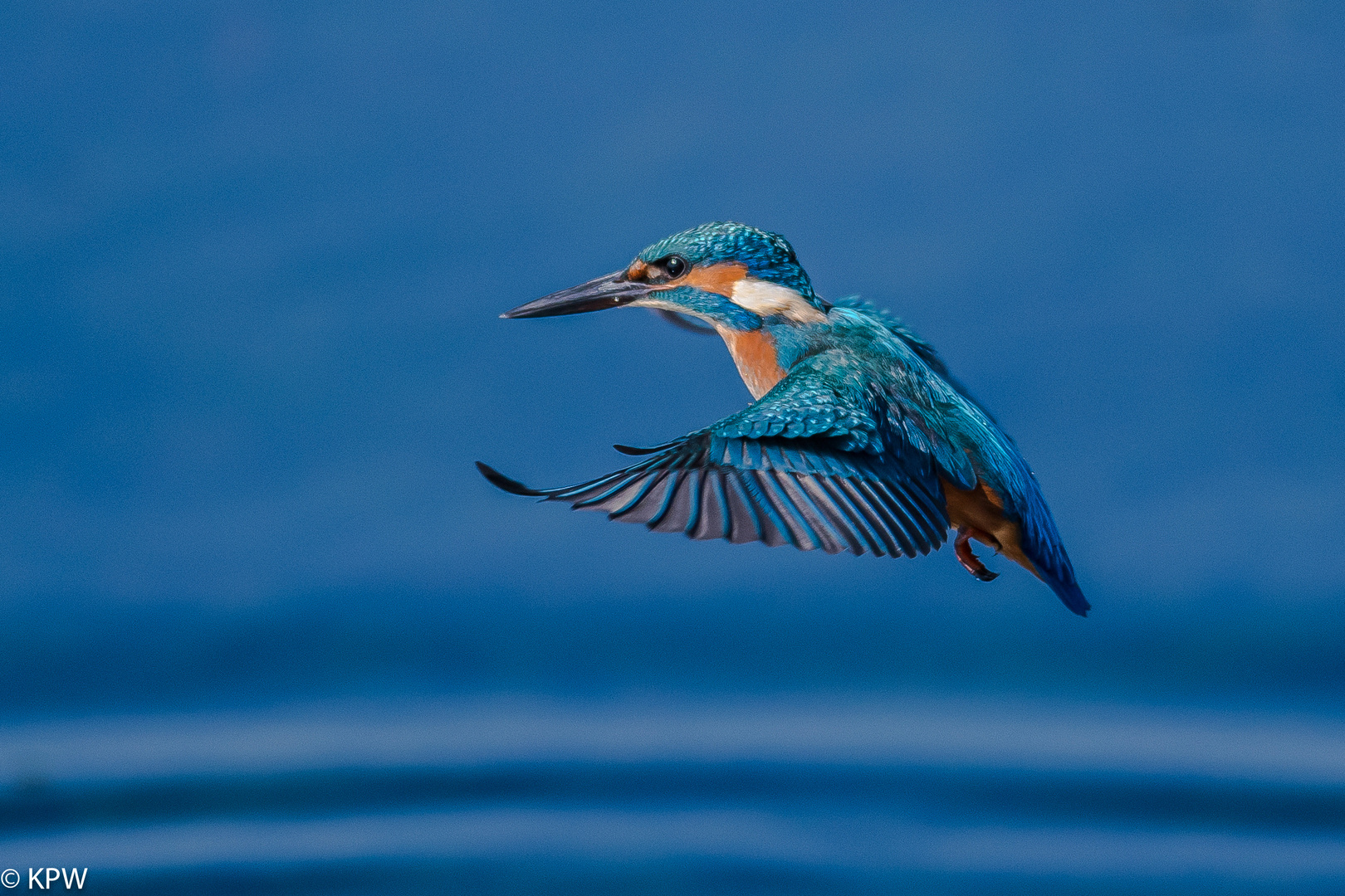 Eisvogel  (Alcedo atthis) 