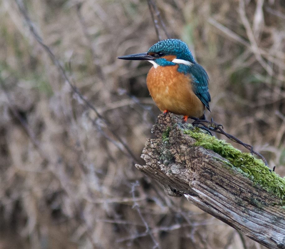 Eisvogel (Alcedo atthis)