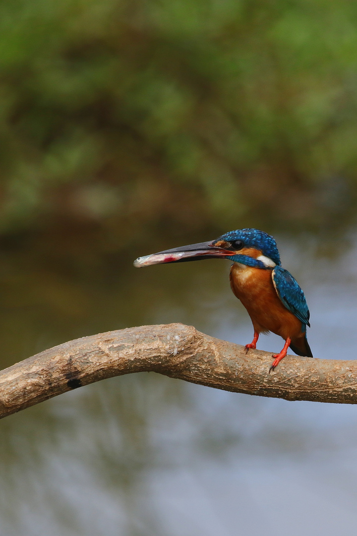 Eisvogel (Alcedo atthis )