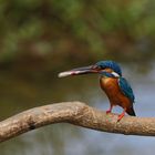 Eisvogel (Alcedo atthis )