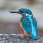 --- Eisvogel  ---   ( Alcedo atthis )