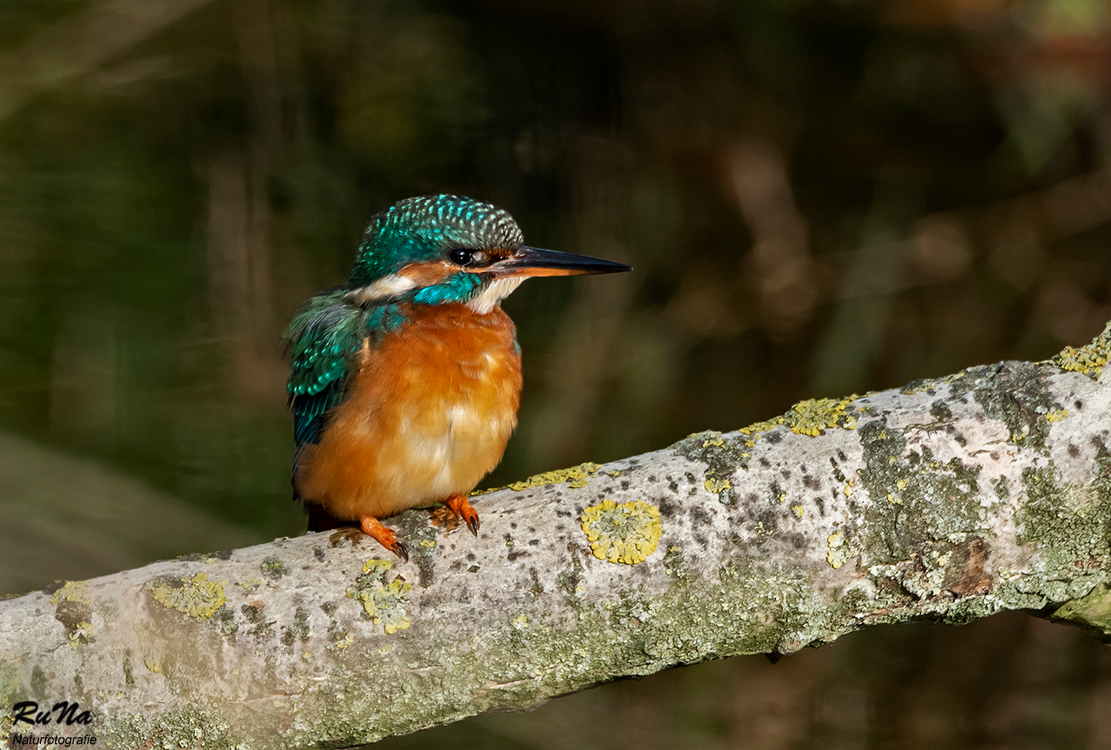 Eisvogel - Alcedo atthis