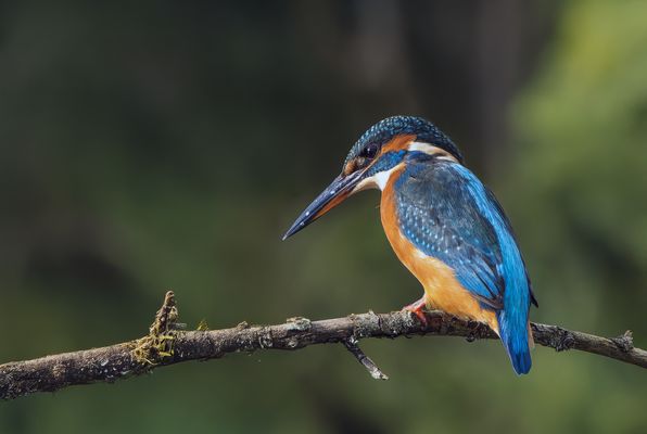 Eisvogel (Alcedo atthis)