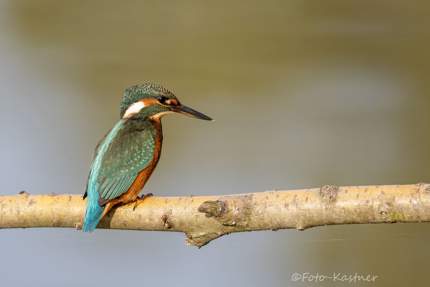 Eisvogel (Alcedo atthis)