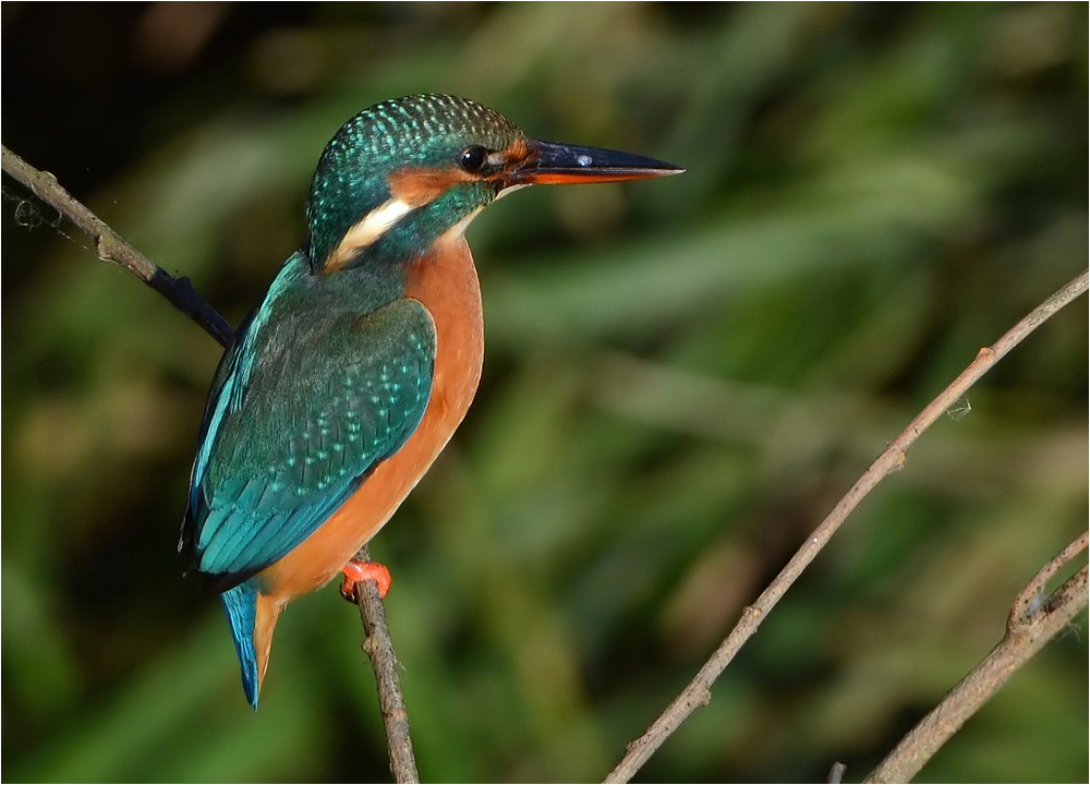 Eisvogel (Alcedo atthis)