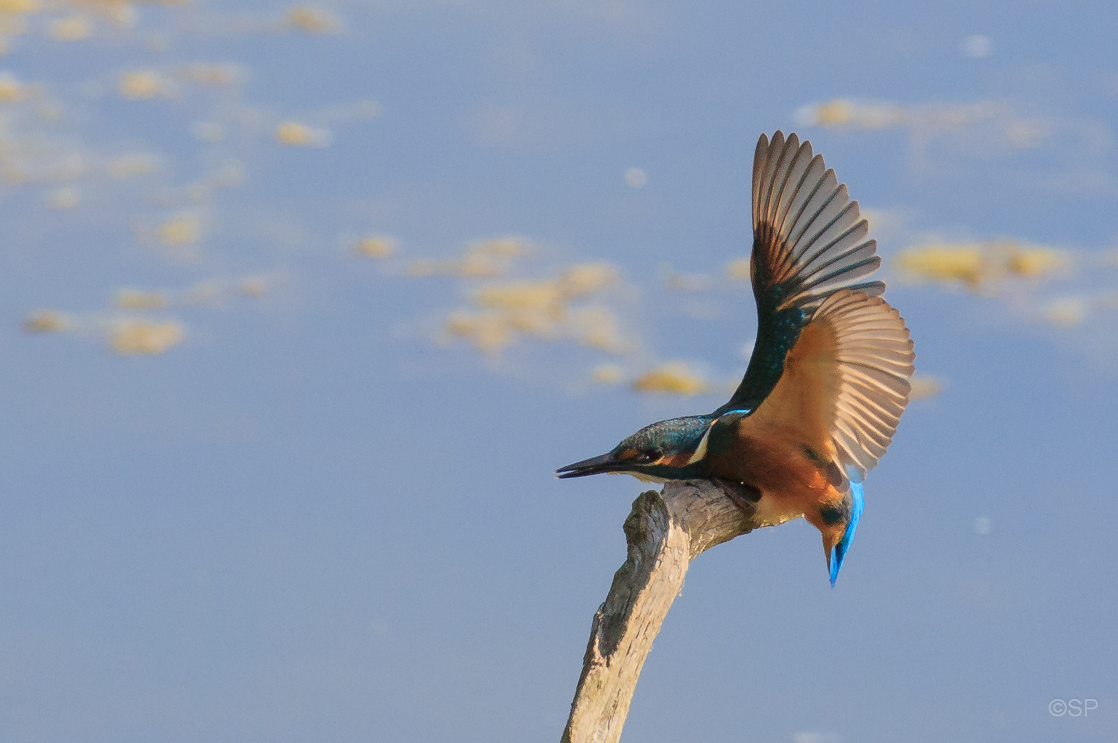 Eisvogel (Alcedo atthis)