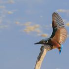 Eisvogel (Alcedo atthis)