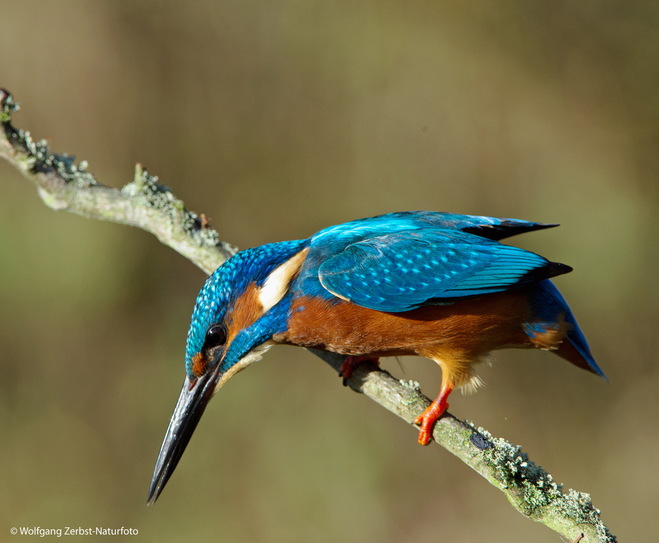 --- Eisvogel ---    ( Alcedo atthis )