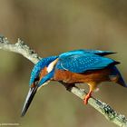 --- Eisvogel ---    ( Alcedo atthis )