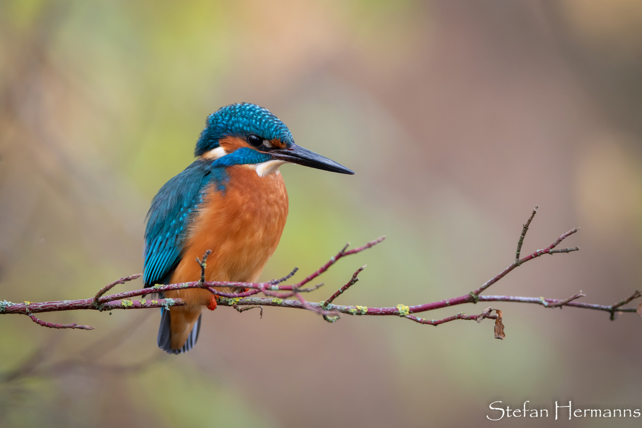 Eisvogel (Alcedo atthis)