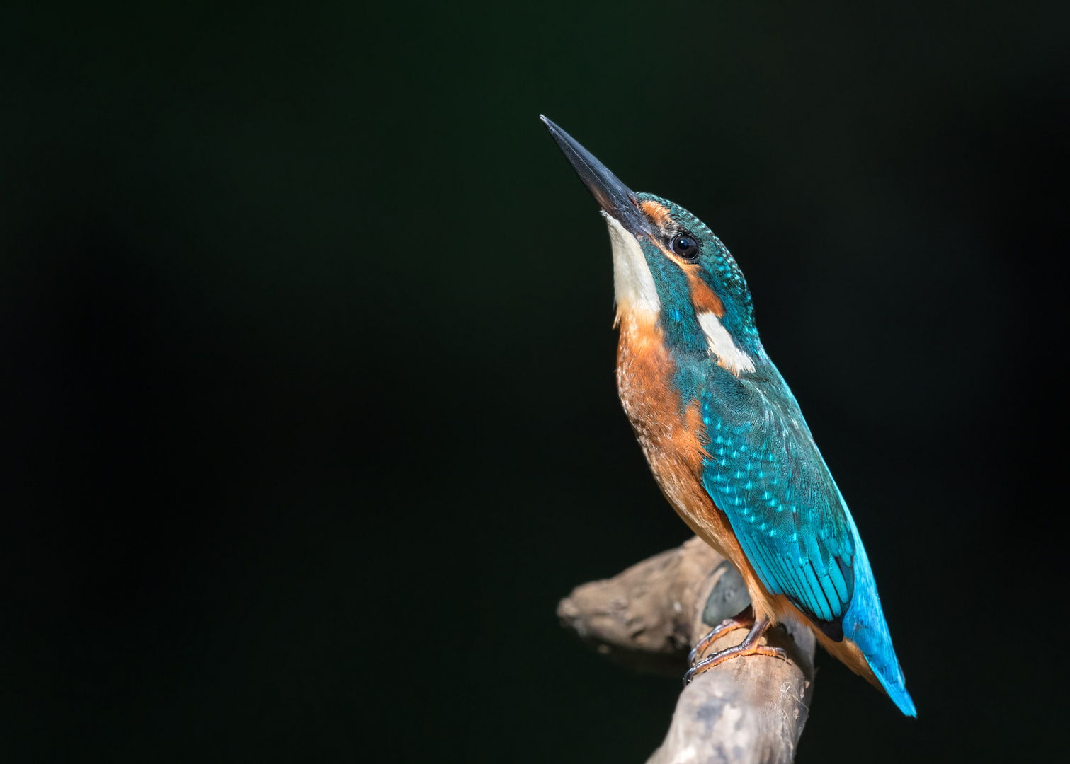 Eisvogel (Alcedo atthis)