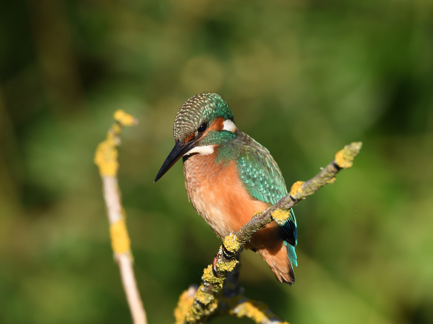 Eisvogel (Alcedo atthis) 67-2016 GB1_3348-2