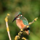 Eisvogel (Alcedo atthis) 67-2016 GB1_3348-2