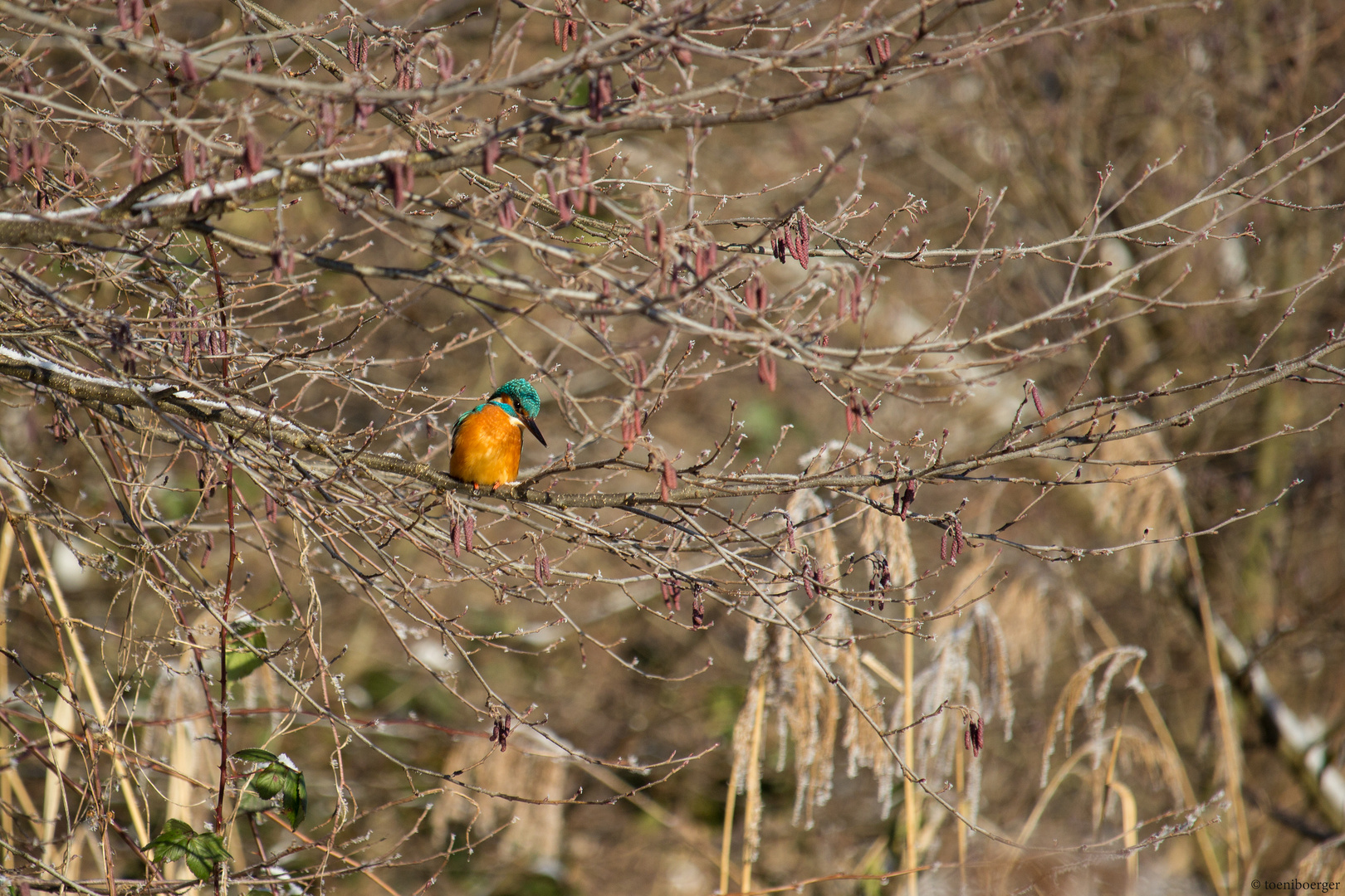 Eisvogel (Alcedo atthis)